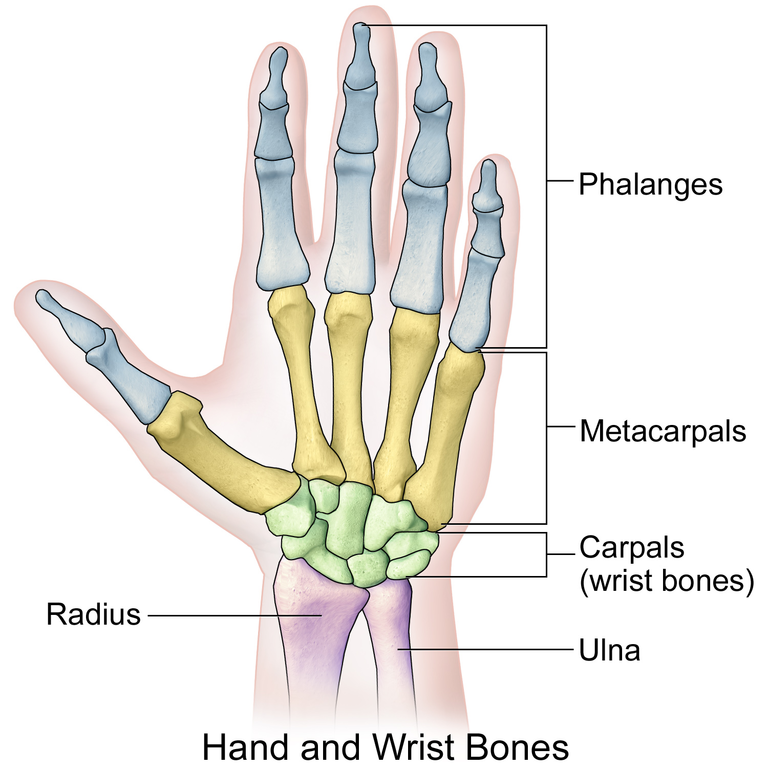 Wrist Injury Is Your Wrist Sprained or Broken?